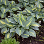 Touch of Class Hosta with blue and chartreuse foliage in a garden. 