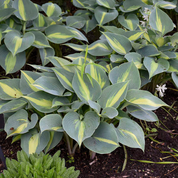 Touch of Class Hosta with blue and chartreuse foliage in a garden. 