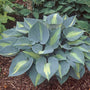 Touch of Class Hosta with thick blue and chartreuse foliage in a garden. 
