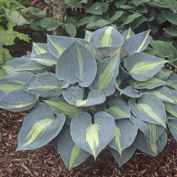 Touch of Class Hosta with thick blue and chartreuse foliage in a garden. 