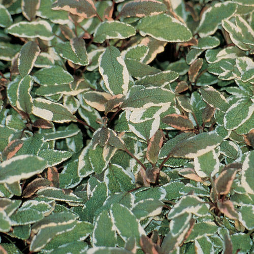 La Salvia officinalis 'Tricolor', ou sauge, peut être utilisée dans les jardins d'herbes aromatiques et bien plus encore ; elle présente un feuillage panaché qui peut prendre des teintes roses et violettes. 