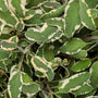 La Salvia officinalis 'Tricolor', ou sauge, peut être utilisée dans les jardins d'herbes aromatiques et bien plus encore ; elle présente un feuillage panaché qui peut prendre des teintes roses et violettes. 