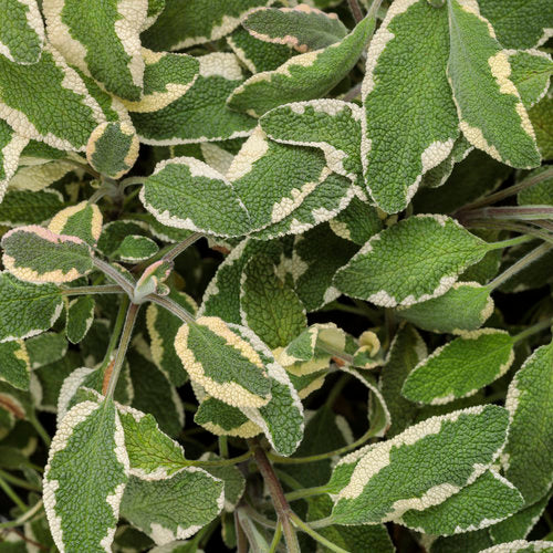 La Salvia officinalis 'Tricolor', ou sauge, peut être utilisée dans les jardins d'herbes aromatiques et bien plus encore ; elle présente un feuillage panaché qui peut prendre des teintes roses et violettes. 