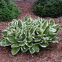 Hosta Undulata Albomarginata à feuilles vertes panachées de marges blanches ondulées. 