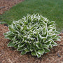 Hosta Undulata Albomarginata à feuilles panachées vertes et blanches dans un jardin. 