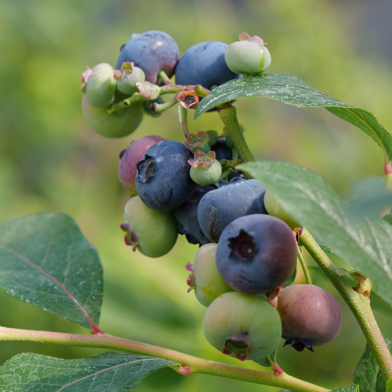 'Patriot' Blueberry Shrubs & Trees Great Garden Plants