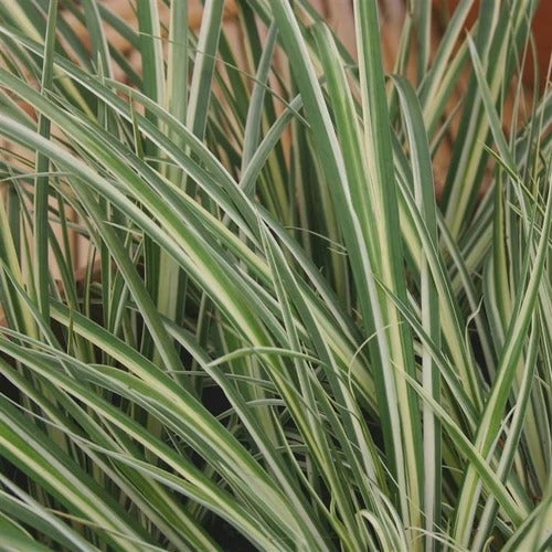 L'acore odorant panaché possède de longues feuilles vertes striées de blanc.