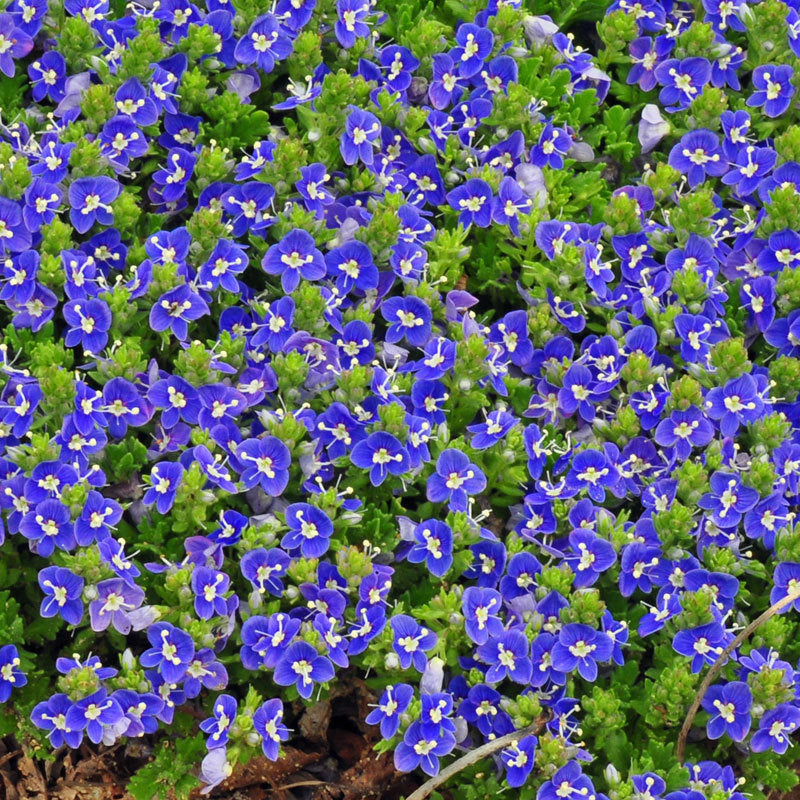 Tidal Pool Creeping Speedwell with hundreds of brilliant blue flowers. 