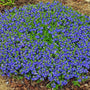 A carpet of vibrant green Tidal Pool Creeping Speedwell foliage with brilliant blue flowers. 
