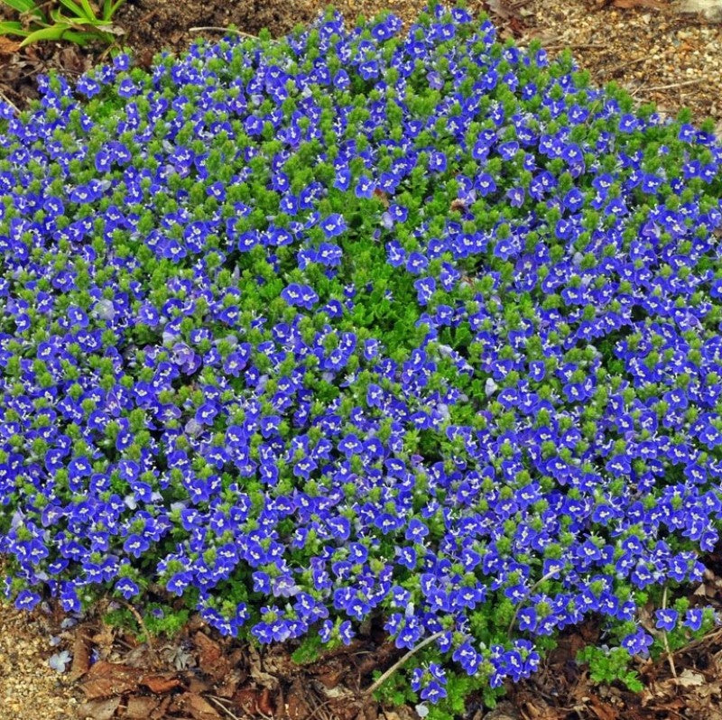 A carpet of vibrant green Tidal Pool Creeping Speedwell foliage with brilliant blue flowers. 