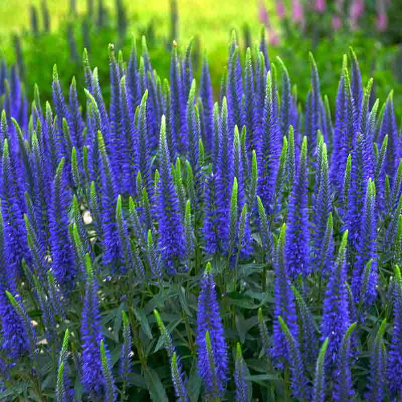 Proven Winners Magic Show Wizard of Ahhs Spike Speedwell
