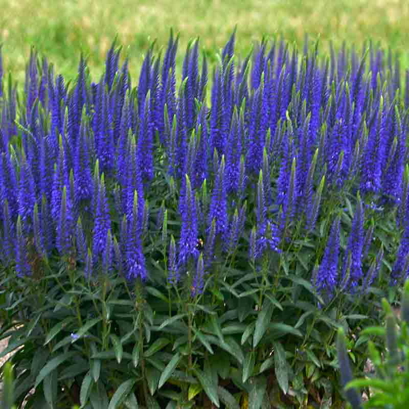 Magic Show® 'Wizard of Ahhs' Spike Speedwell has violet blue flowers that bloom from the bottom up. 