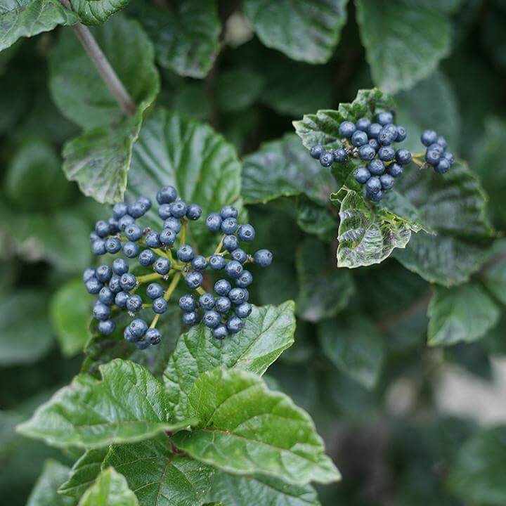 Proven Winners Viburnum Combination - Thumbnail 3
