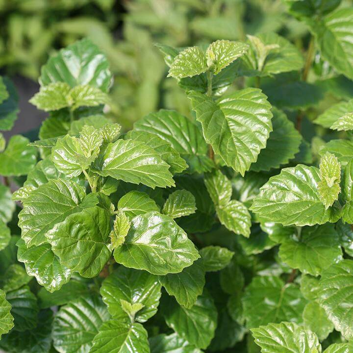 Shiny foliage of Glitters & Glows™ viburnum combination