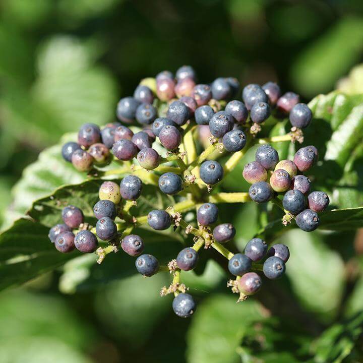 Close up of Glitters & Glows™ viburnum combination blue berries