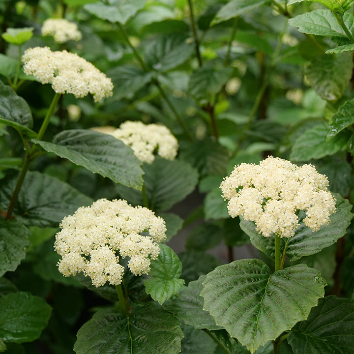 All That Glows® Arrowwood Viburnum Shrubs & Trees Great Garden Plants