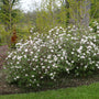 Spice Baby Koreanspice Viburnum has fragrant flowers in early spring