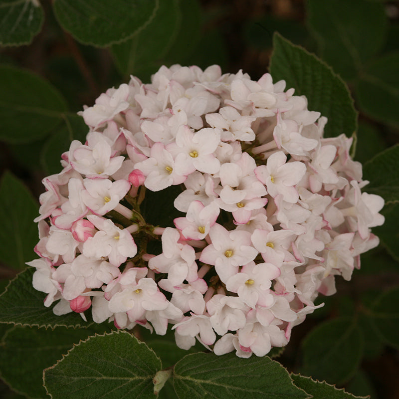Spice Baby Koreanspice Viburnum makes for a nice specimen or fragrant hedge