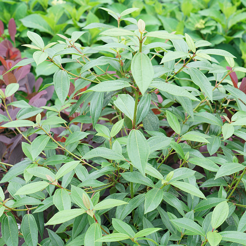 Le viburnum Yang David est tolérant à la chaleur et résistant aux cerfs.