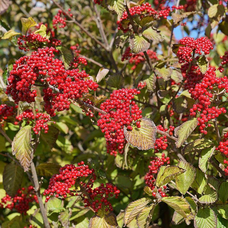 Linden 'Cardinal Candy' (Vibrunum) avec des grappes de baies rouges éclatantes. 