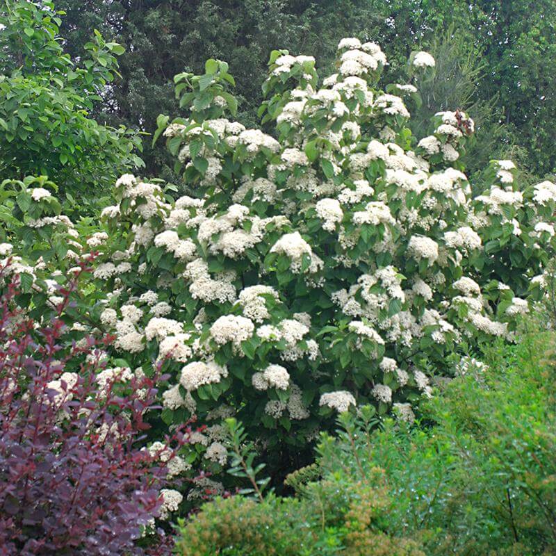 Viburnum Cardinal Candy Linden aux fleurs blanches duveteuses et au feuillage vert épais et coriace. 