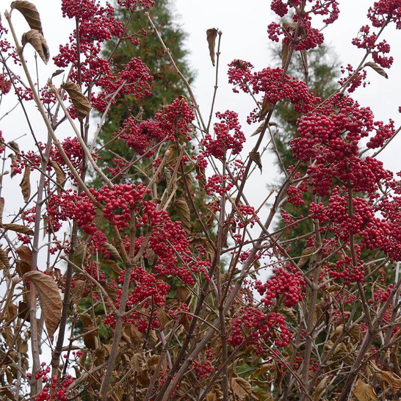 Le tilleul Cardinal Candy, avec des grappes de baies rouge vif sur des tiges brunes. 