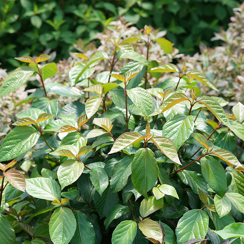 Shiny Dancer Viburnum is deer resistant and attracts pollinators