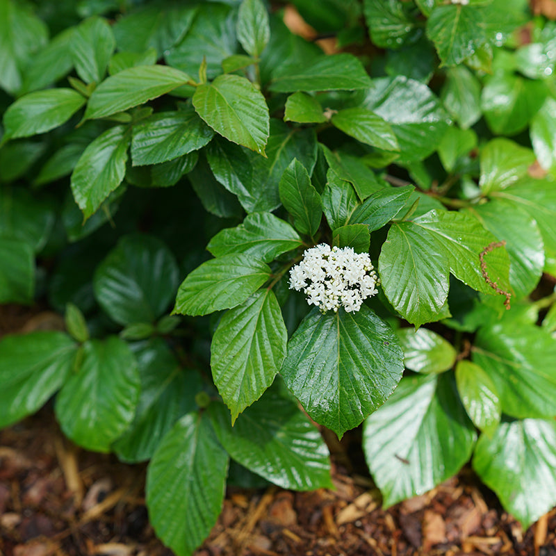 Shiny Dancer Viburnum has white flowers in the spring