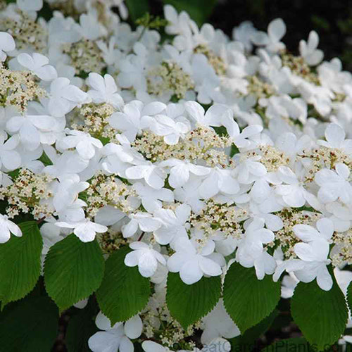 Close-up of Summer Snowflake Doublefile Viburnum's white lacecap blooms. 