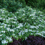 Le viburnum doublefile de Wabi Sabi possède de superbes fleurs blanches.