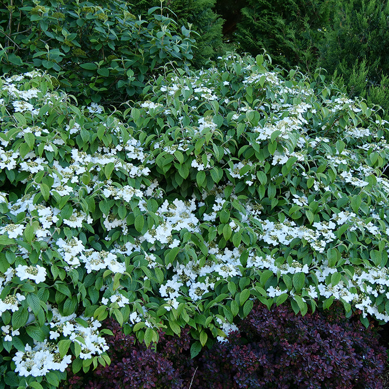 Le viburnum doublefile de Wabi Sabi possède de superbes fleurs blanches.