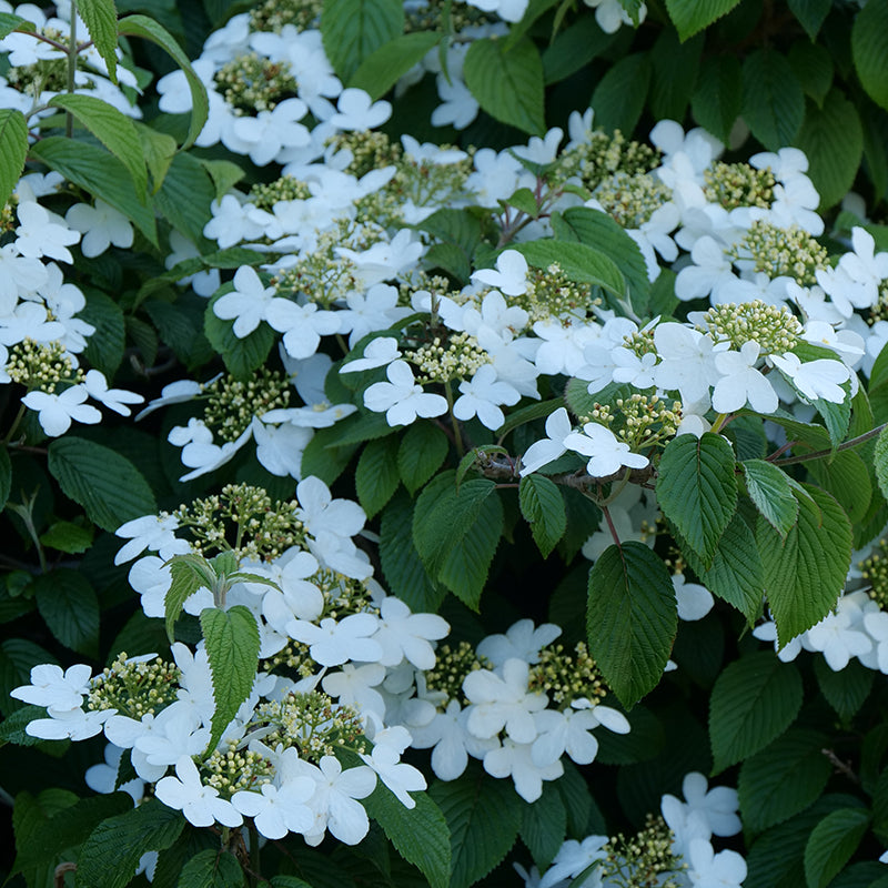 Le viburnum à double file Wabi Sabi est résistant aux cerfs et tolère l'ombre.
