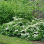 Le viburnum à feuilles doubles Wabi Sabi attire les pollinisateurs