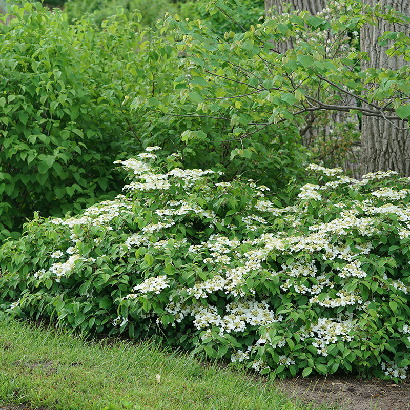 Le viburnum à feuilles doubles Wabi Sabi attire les pollinisateurs