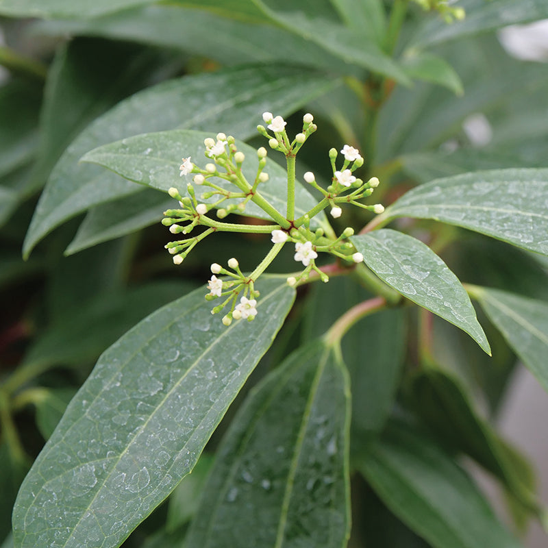 Yin David Viburnum handsome glossy foliage pairs well with clusters of white spring flowers.