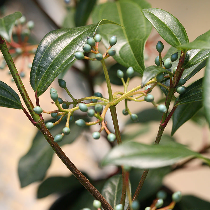 Yin David Viburnum handsome glossy foliage pairs well with clusters of white spring flowers.