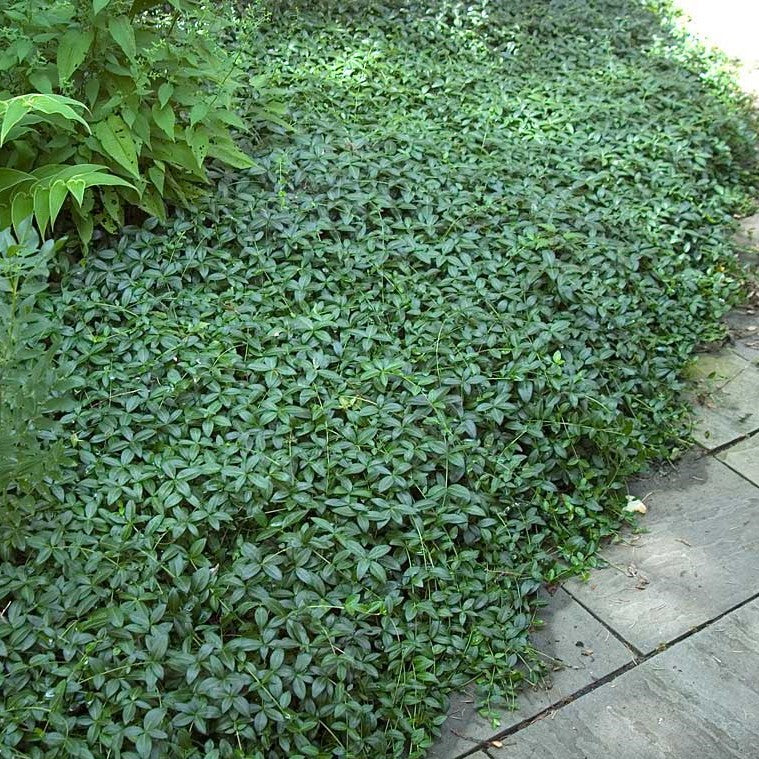 Bowles Periwinkle Vine with handsome green foliage growing  next to a path. 