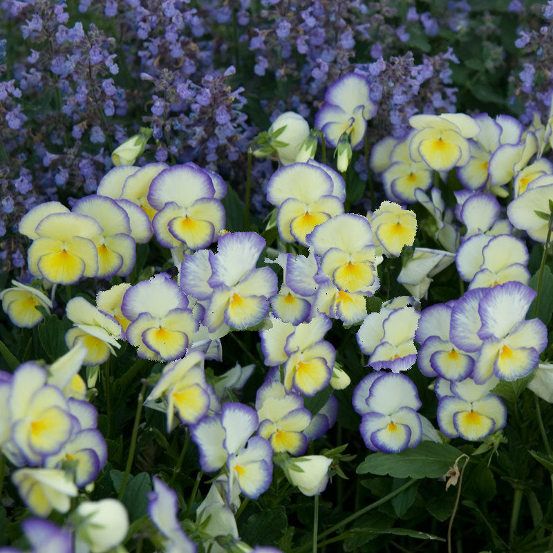 Etain Perennial Violet with soft yellow and lavender flowers in a garden. 