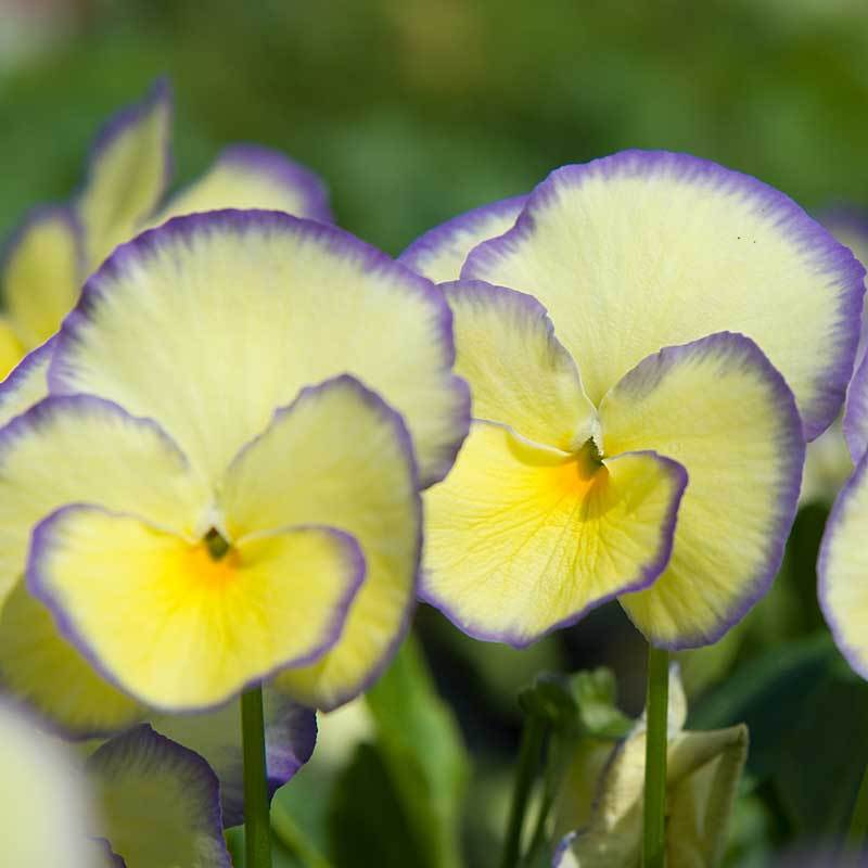 Close-up of purple and yellow Etain Perennial Violet blooms. 