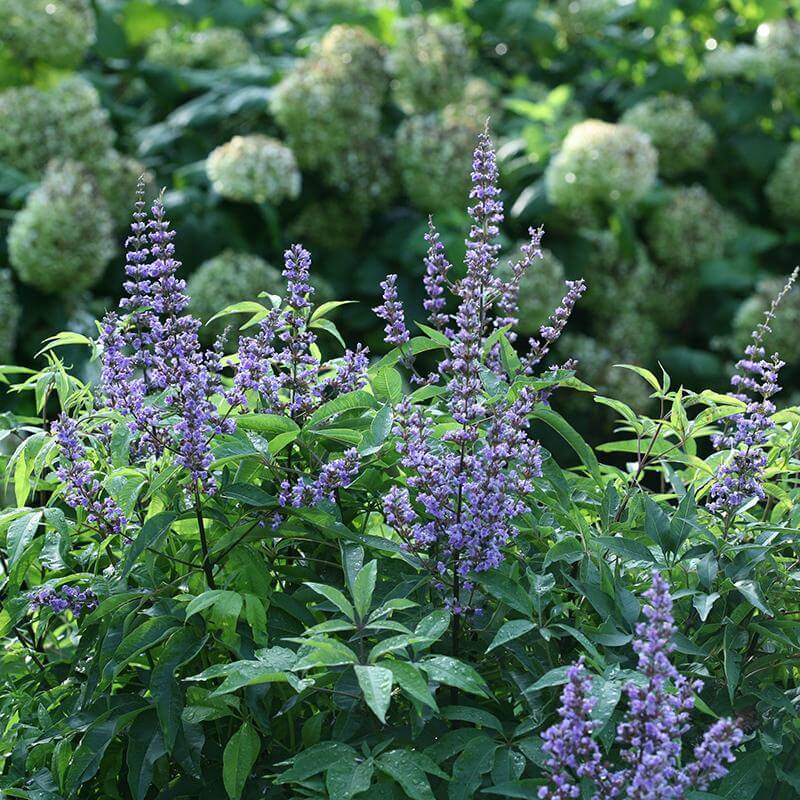 Blue flowers and green foliage of Blue Diddley Chaste Tree in front of a hydrangea. 