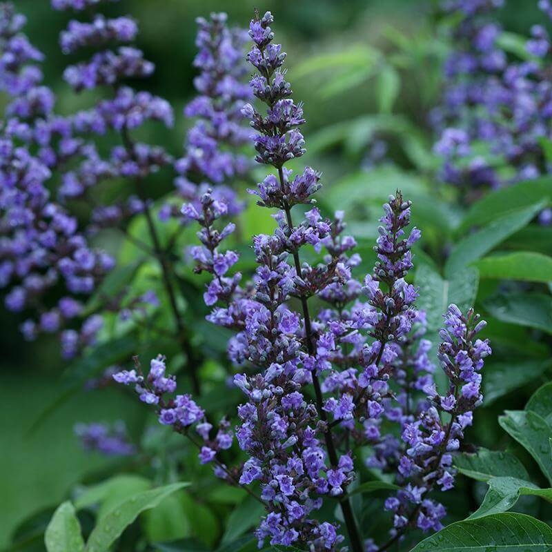 Close-up of Blue Diddley Chaste Tree's stunning blue flowers. 