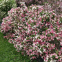Czechmark Trilogy Weigela with an abundance of pink, red, and white flowers. 