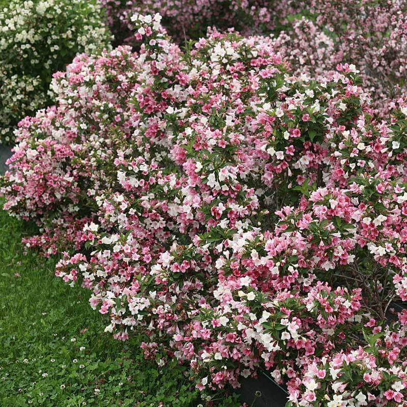 Czechmark Trilogy Weigela with an abundance of pink, red, and white flowers. 