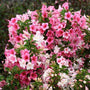 Czechmark Trilogy Weigela with clusters of white, red, and pink flowers. 