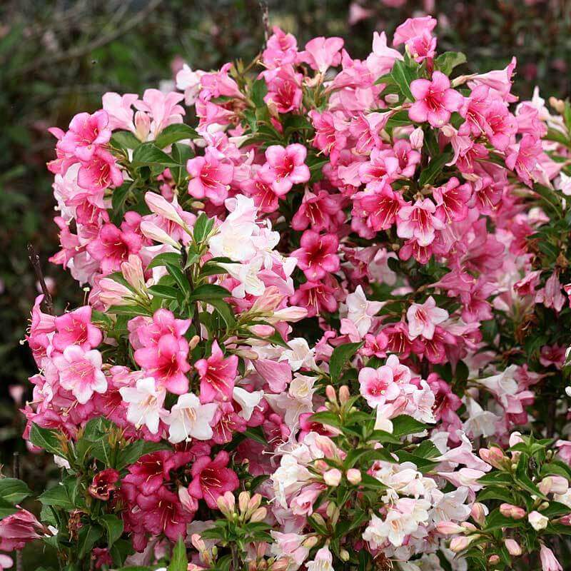 Czechmark Trilogy Weigela with clusters of white, red, and pink flowers. 