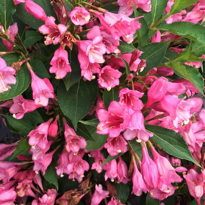 Weigela Czechmark Twopink à fleurs rose vif. 