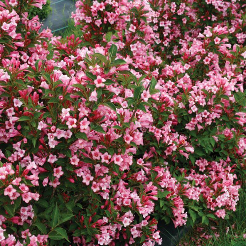 Czechmark Twopink® Weigela | Shrubs & Trees – Great Garden Plants