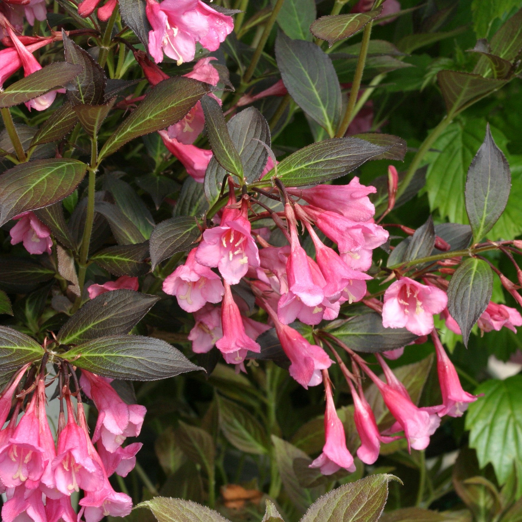Gros plan sur les fleurs tubulaires rose tendre du Weigela Fine Wine. 