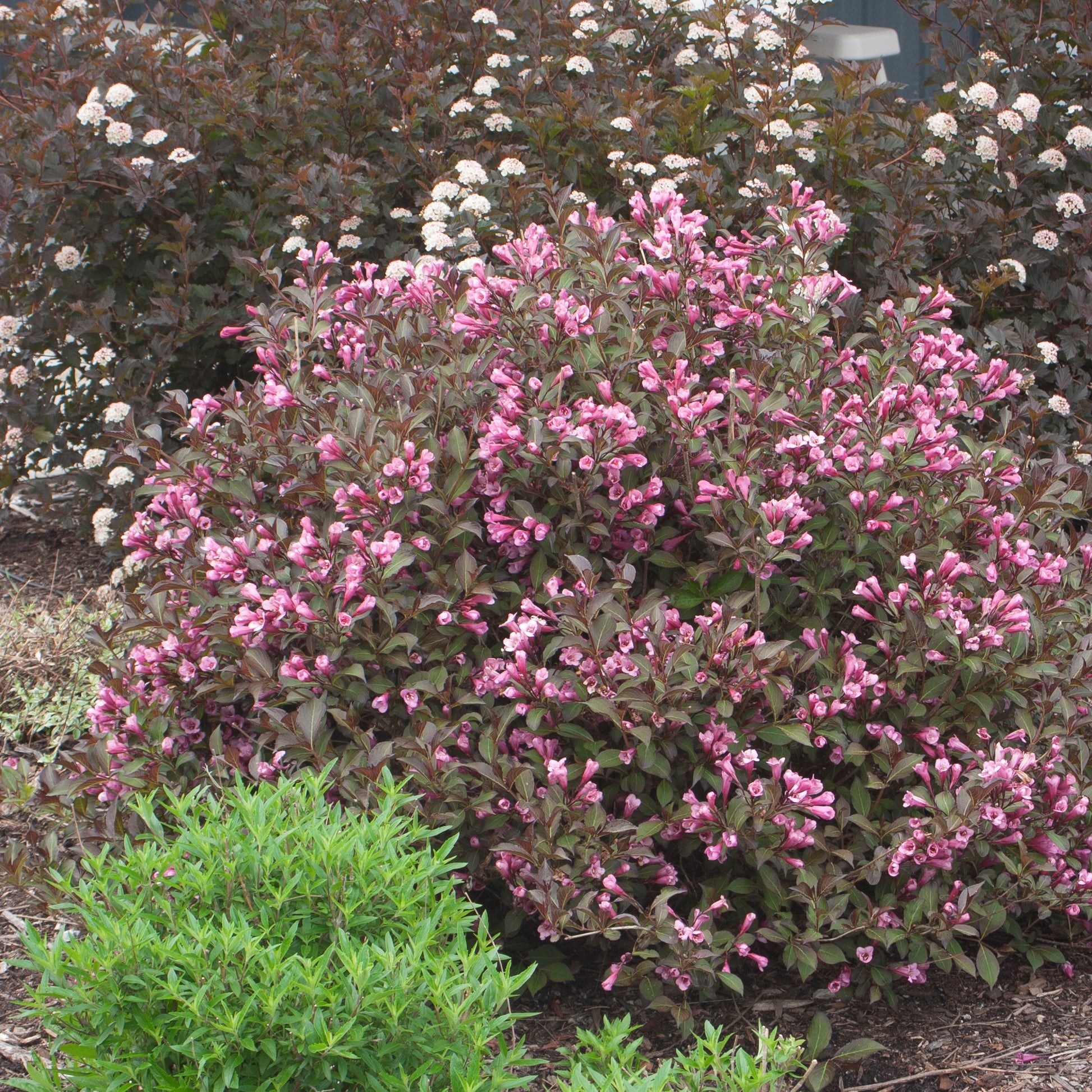 Weigela Fine Wine aux fleurs rose tendre et au feuillage vert bordeaux foncé. 