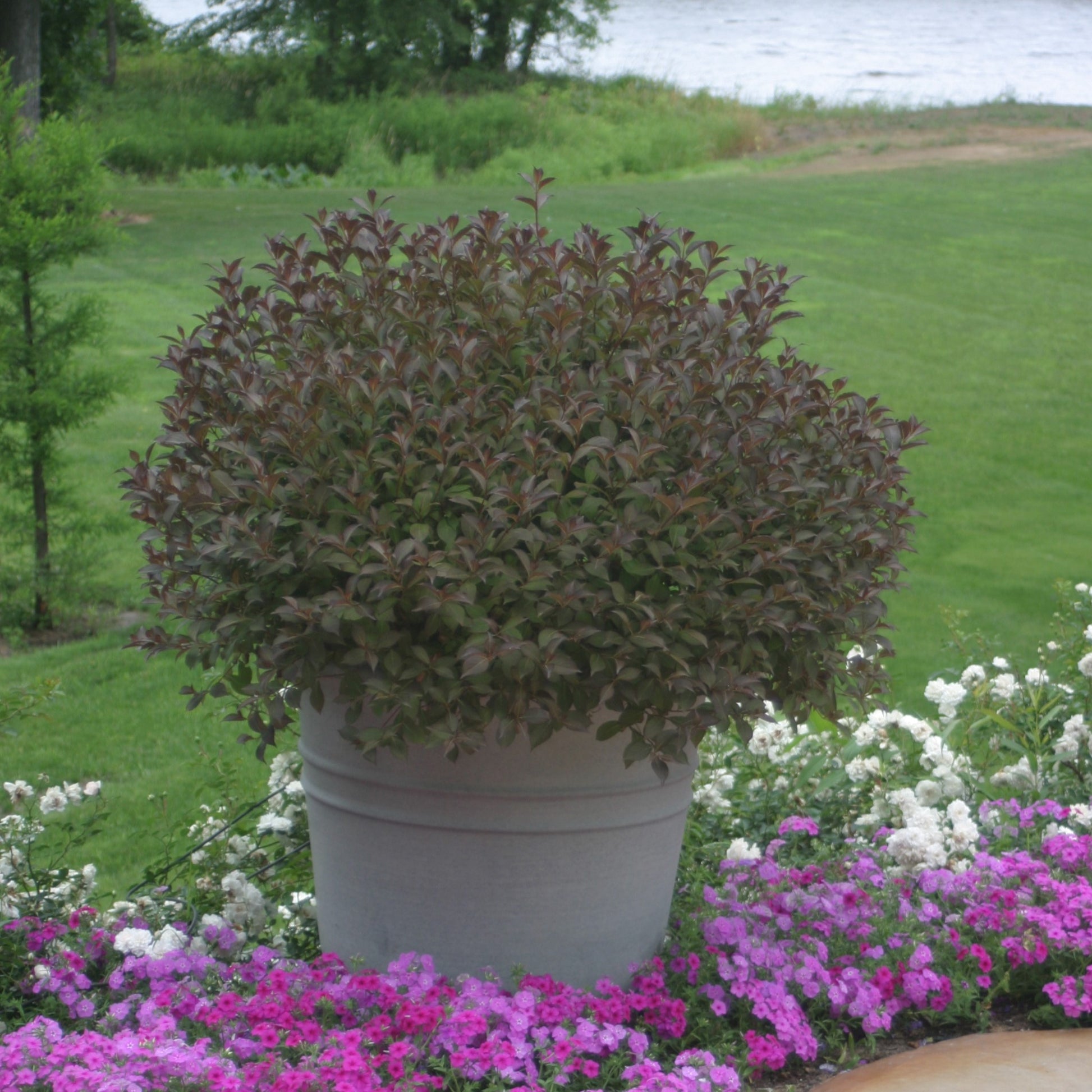 Weigela Fine Wine, au feuillage vert bordeaux foncé, en pot. 